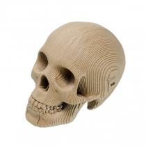 skull ​ 